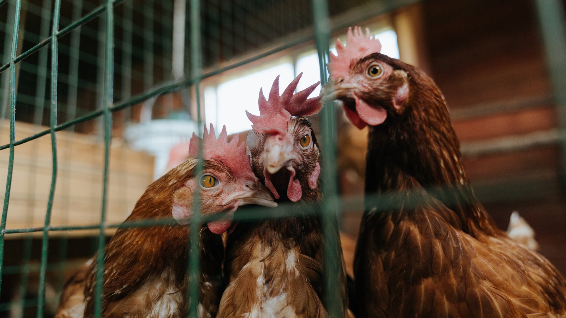 世俱杯2025赛程-欧冠奖杯的故事：金光闪耀的荣耀象征，欧冠奖杯名字是什么