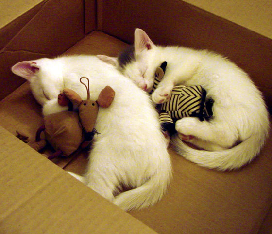 足球世俱杯-利物浦主帅再次批评裁判判罚政策，利物浦主帅是谁