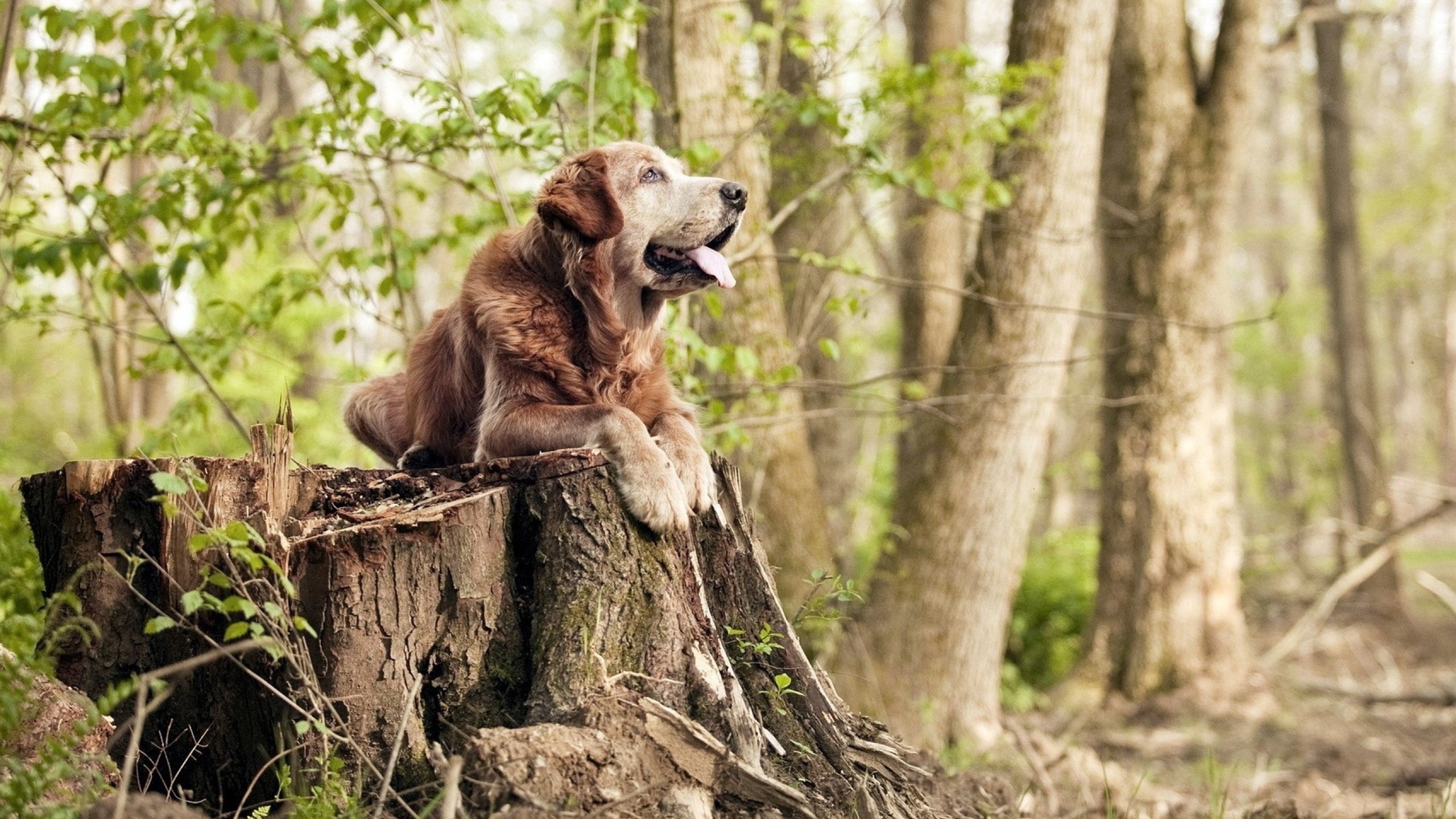利物浦准备与对手进行友谊赛磨合战术,利物浦 联赛