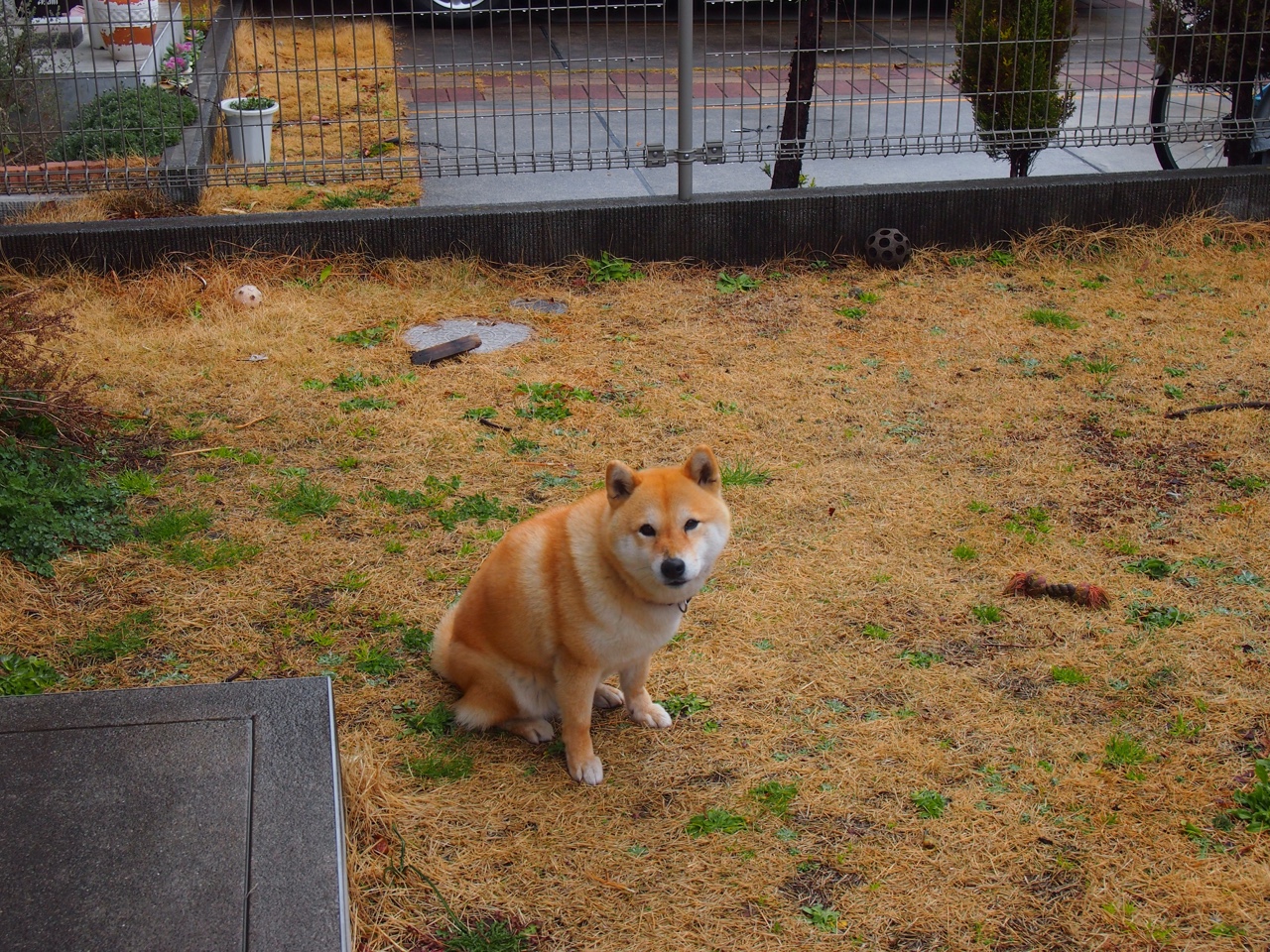 2025足球世俱杯官网-荷兰马术协会与大学合作，开展马术运动营养研究，优化饮食方案。