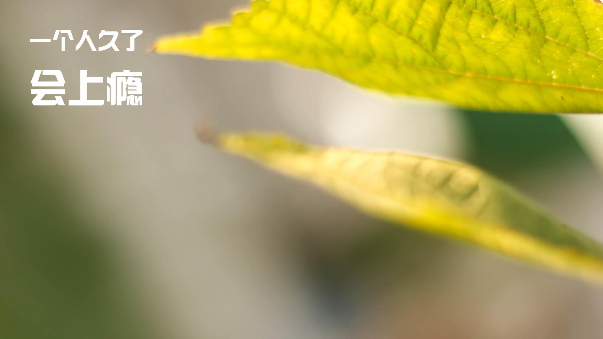 足球大赛风云再起，球队实力对垒激烈，足球类比赛