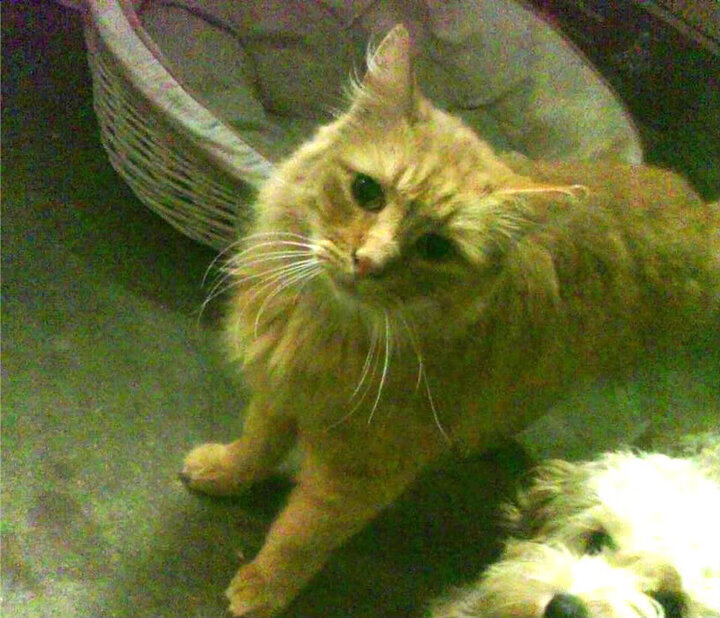 “汤姆·佩顿短距离自由泳再创佳绩,迈向国际舞台”