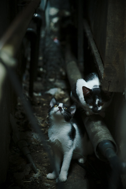 体育新闻中心构建多层次体育数据资源联动机制,体育信息化建设方案