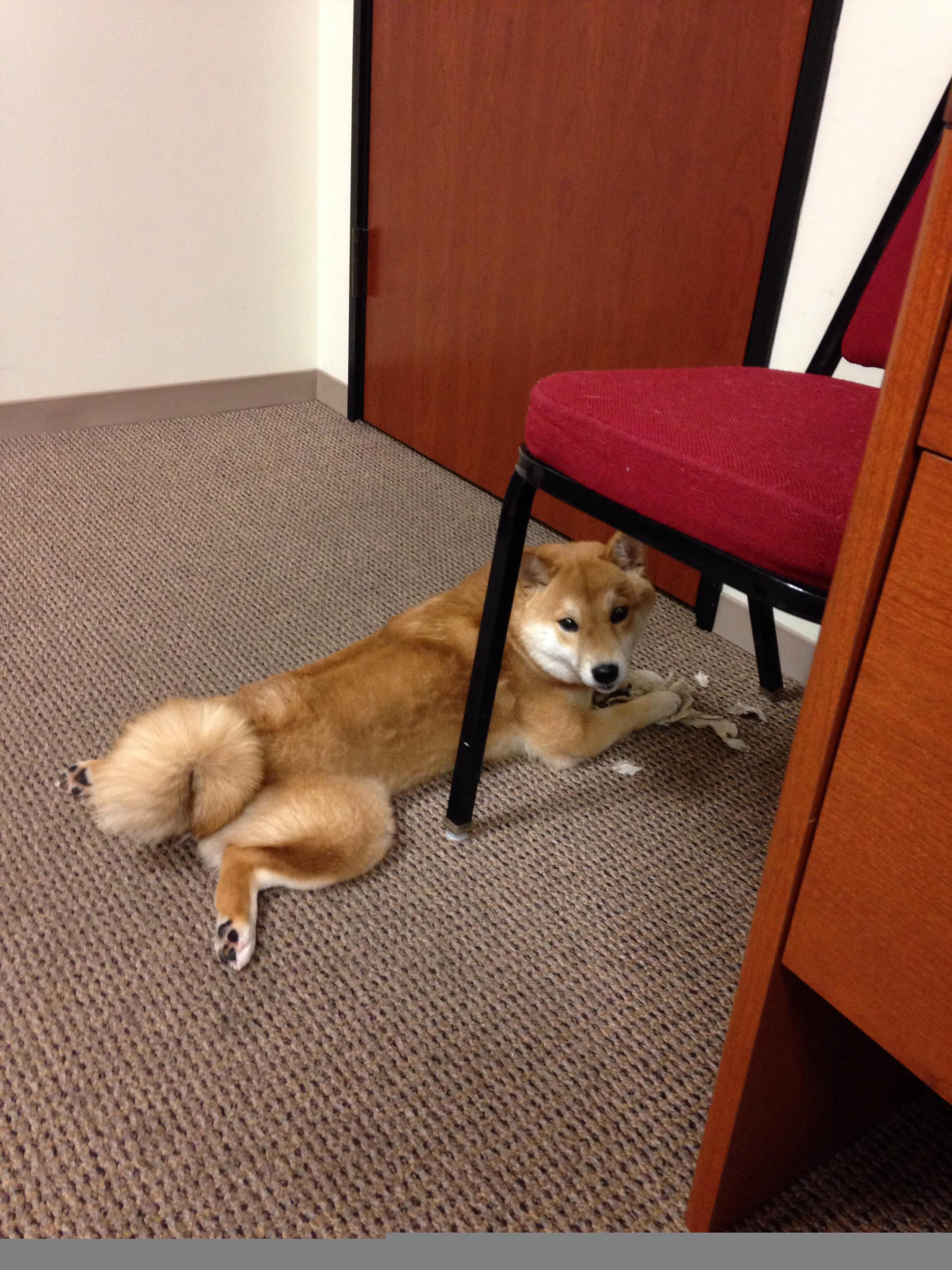 新型乒乓球拍技术提升旋转与击球感,乒乓球拍增加旋转的胶皮