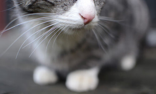 世俱杯直播在线观看免费-“尼古拉斯·桑特基的多面手技术，帮助阿根廷美洲狮队取得重要突破”