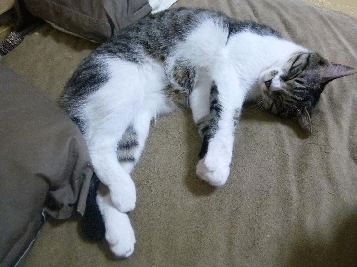 世俱杯-库里带头加练鼓舞全队士气，库里力气