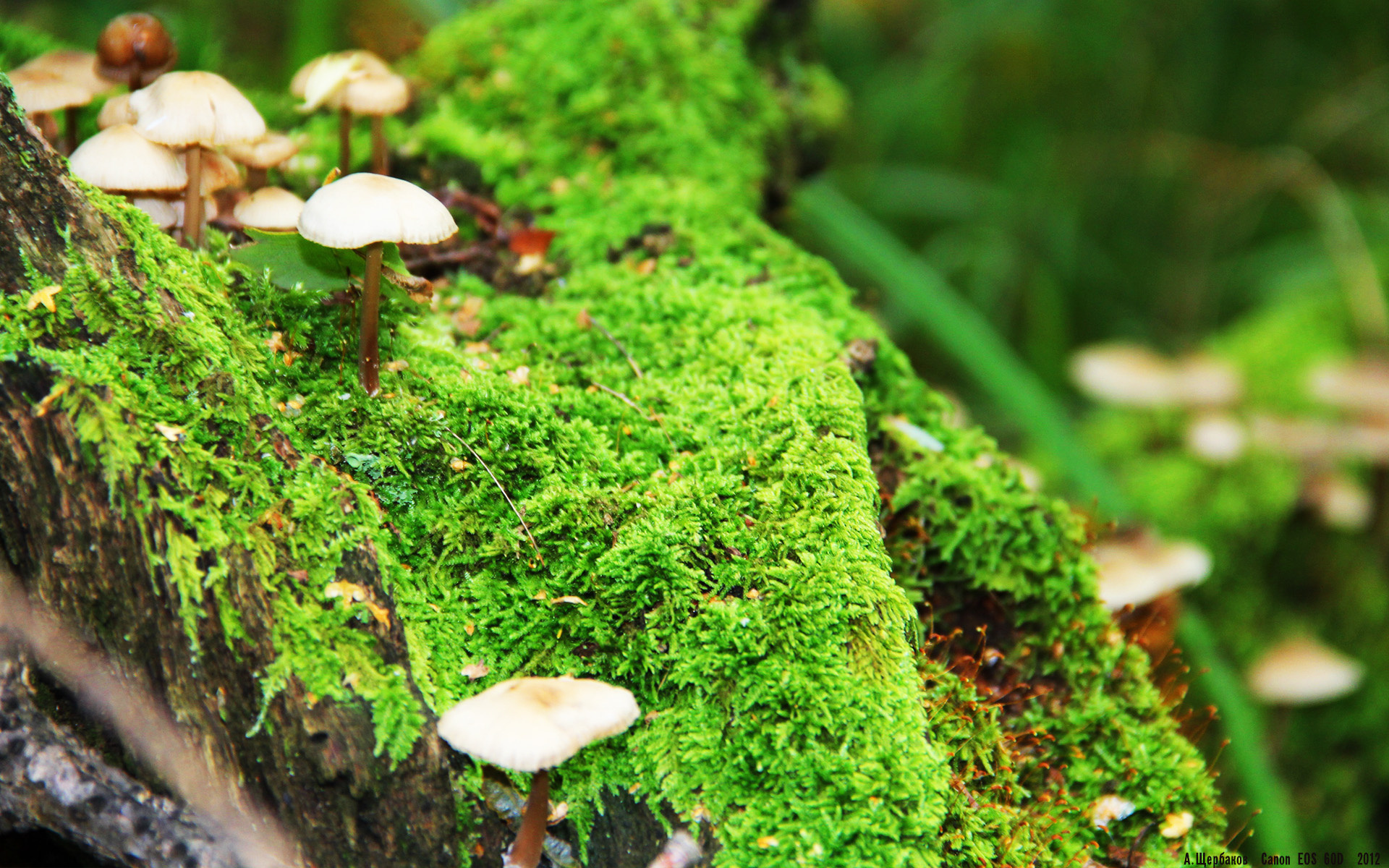 世俱杯官方-澳大利亚橄榄球赛事逐渐成为全球体育市场的新焦点，澳大利亚的橄榄球用英文怎么说