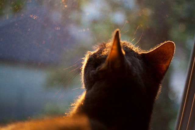 篮网公布官方战术口号强化队伍认同感,篮网队战术手册