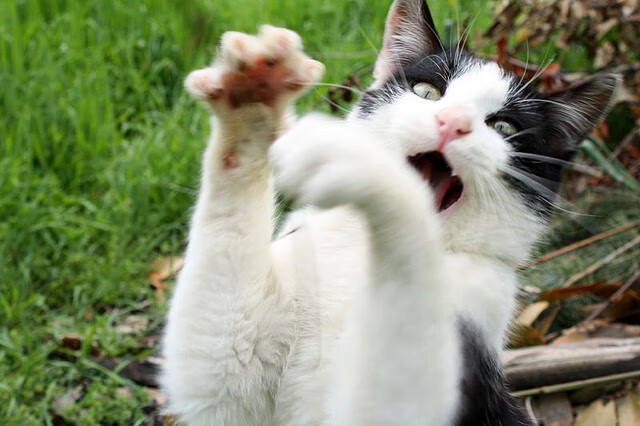 足球世界俱乐部杯直播-隆戈：面对世界顶尖防线的“恐怖破坏者”，横扫所有对手